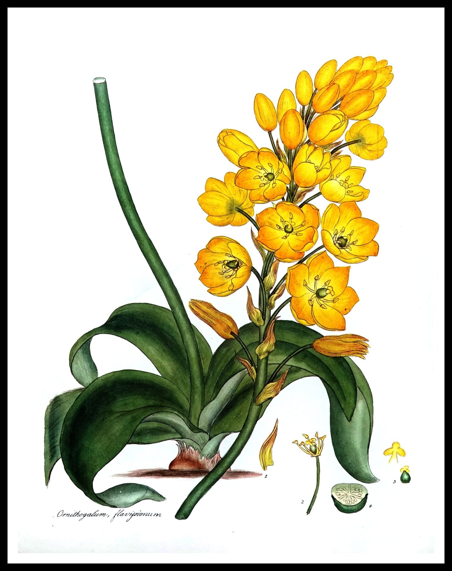 ALP F12088 Ornithogalum (Antique Prints)